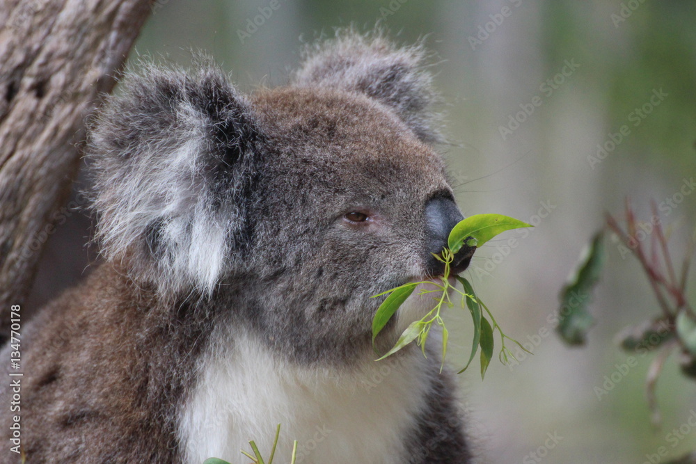 Foto Koala / koala bear