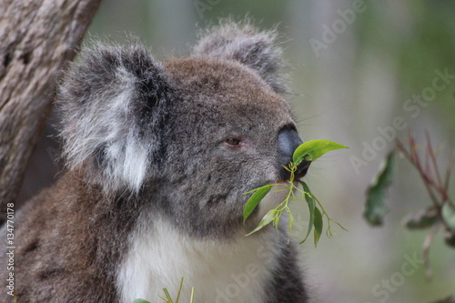Photography Koala / koala bear