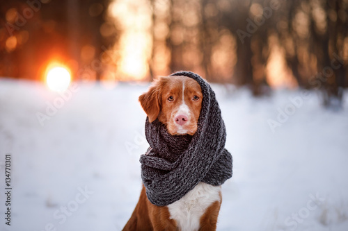 Dog in a park on the nature, winter