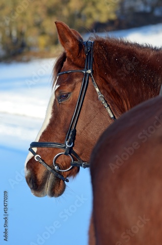 Pferd im Schnee