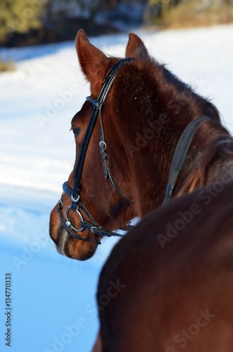 Pferd im Schnee