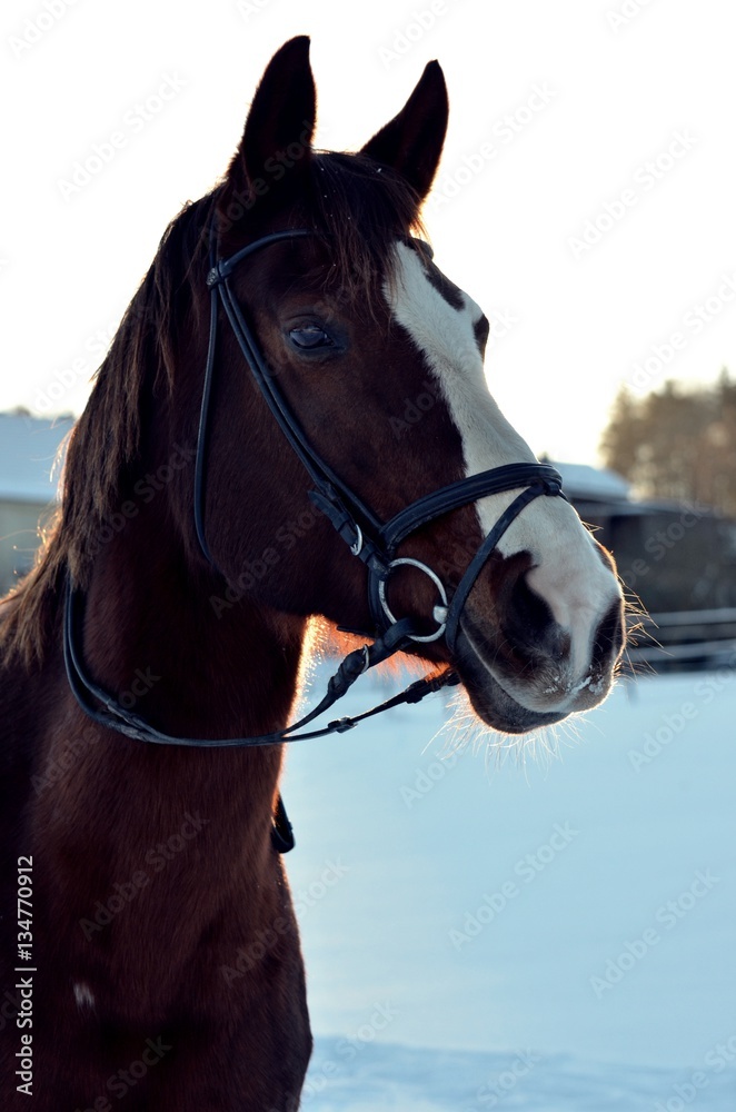 Obraz premium Pferd im Schnee