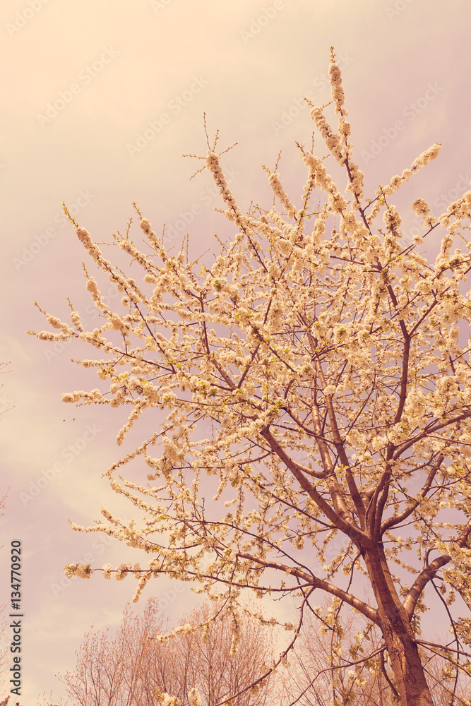 Obraz premium branches with white flowers