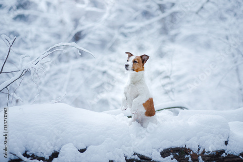 Fototapeta Naklejka Na Ścianę i Meble -  dog outdoors, in the woods, winter moods