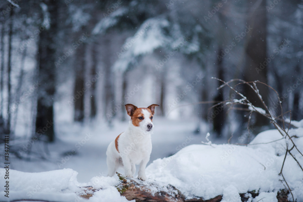 dog outdoors, in the woods, winter moods dog outdoors, in the woods, winter moods