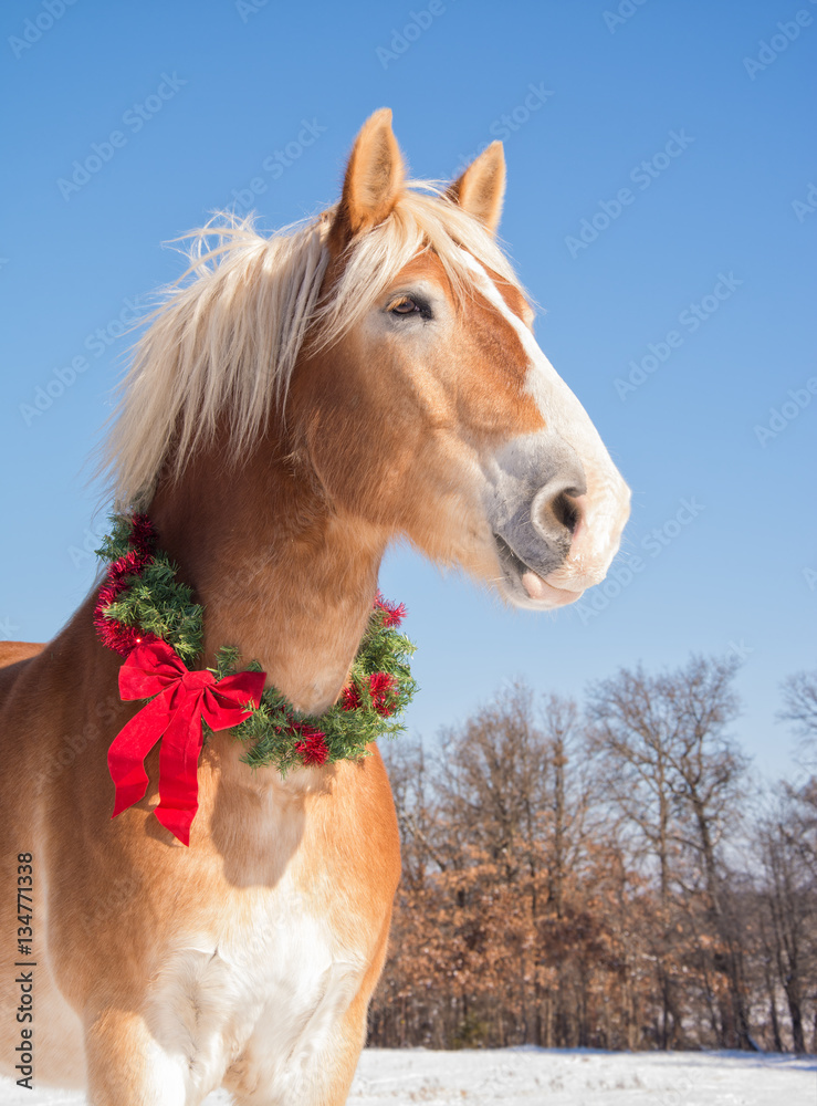 Obraz premium Proud Belgian draft horse wearing a Christmas wreath on a sunny winter day