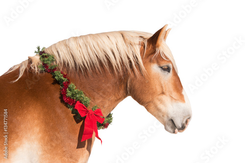 Φωτογραφία Profile of a blond Belgian draft horse wearing a Christmas wreath, isolated on w