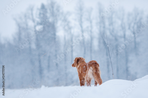 winter season. dog in the nature
