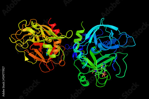 Blood coagulation factor Xa, an enzyme which plays a role in blo