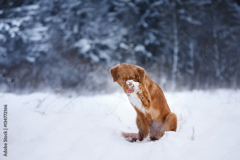 dog in the forest, in winter, it is snowing