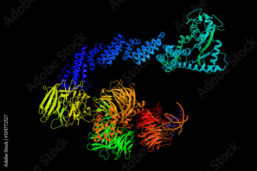 CUL4A, a protein implicated in several cancers and the pathogene photo
