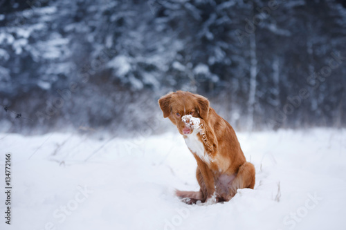 dog in the forest, in winter, it is snowing © annaav