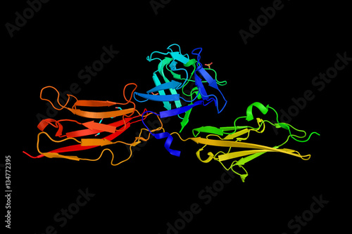 Crystal structure analysis of the FGF10-FGFR2b complex. Fibrobla