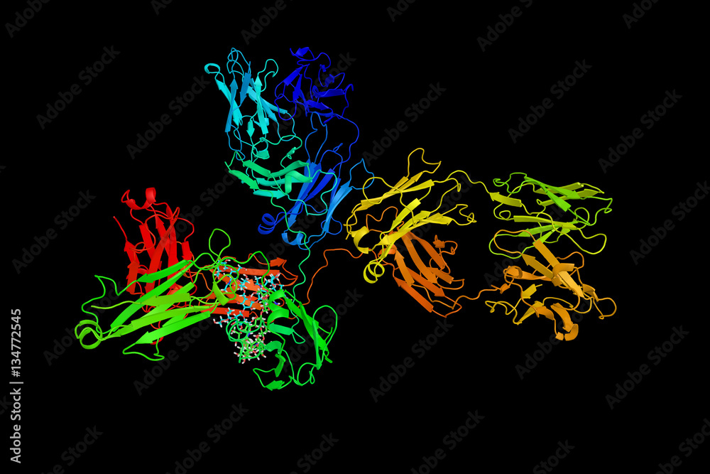 IgG1, a subclass of Immunoglobulin G, an antibody. 3d model