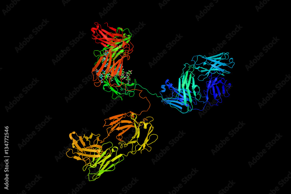 IgG2a, a subclass of Immunoglobulin G, an antibody. 3d model