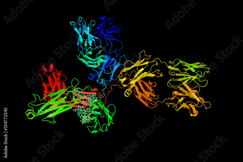 IgG1, a subclass of Immunoglobulin G, an antibody. 3d model