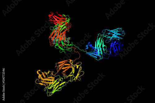 Fototapeta Naklejka Na Ścianę i Meble -  IgG2a, a subclass of Immunoglobulin G, an antibody. 3d model