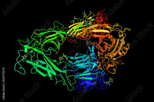 Integrin alphavbeta3, one of integrins which are transmembrane r photo