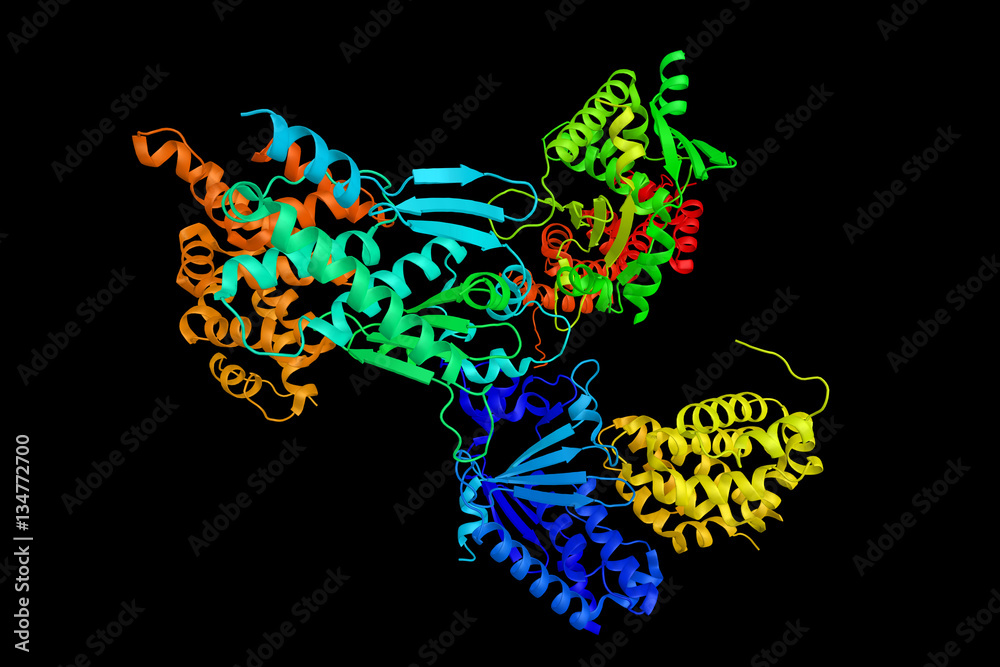 Importin subunit alpha-6, a protein thought to be involved in NL