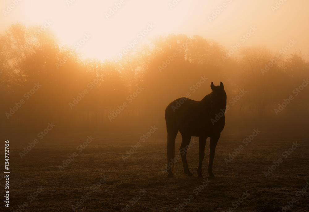 Naklejka premium Horse silhouette in heavy fog at sunrise