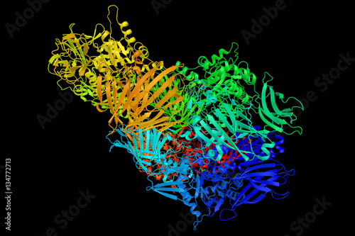 Lactase, an enzyme produced by many organisms, used for lactose