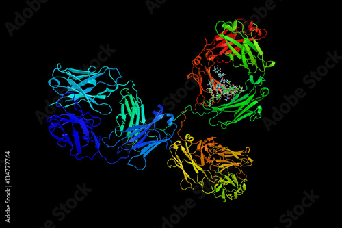 Fototapeta Naklejka Na Ścianę i Meble -  Monoclonal antibody (mAb or moAb), made by identical immune cell
