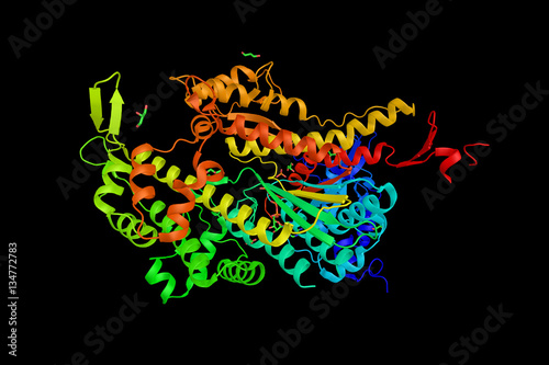 Myosin II (also known as conventional myosin), the myosin type r photo