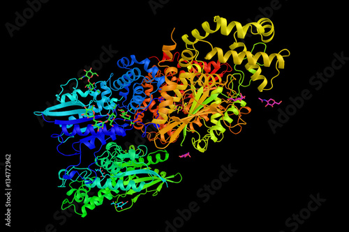 Prostatic acid phosphatase (PAP), an enzyme produced by the pros photo