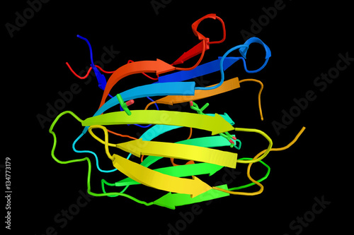 Sex hormone-binding globulin (SHBG) or sex steroid-binding globu