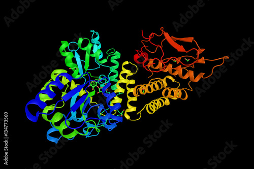 Adrenomedullin, a vasodilator peptide hormone expressed by all t