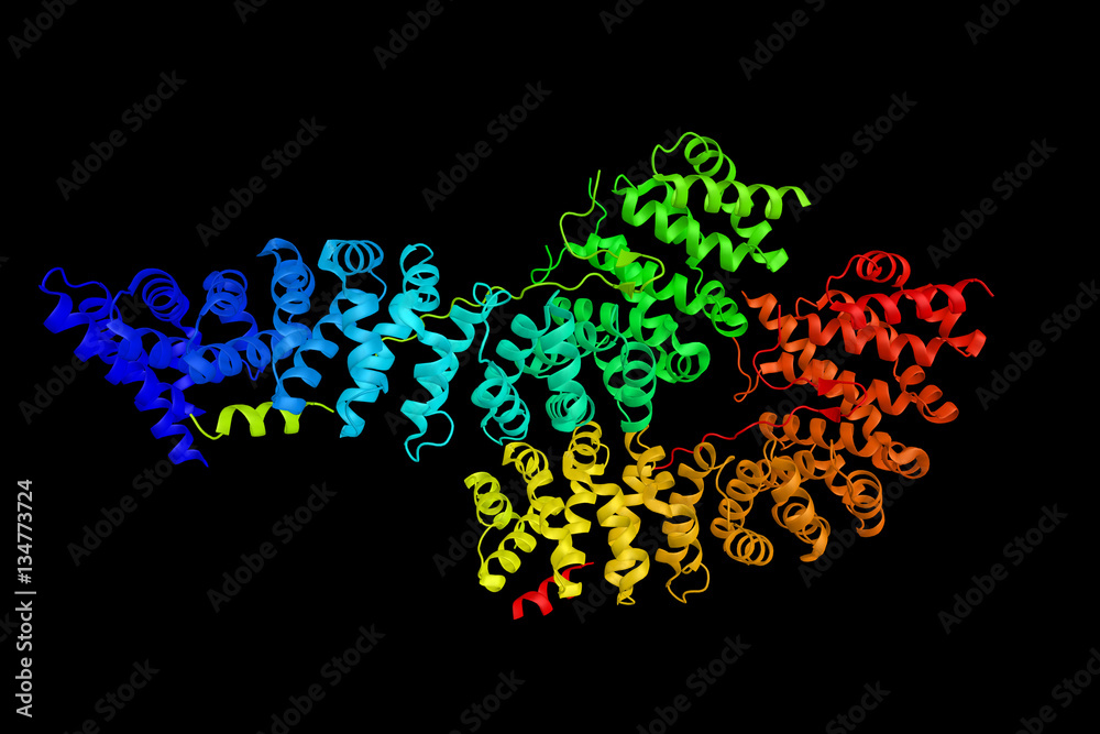 Catenin beta-1. Mutations and overexpression of this protein are