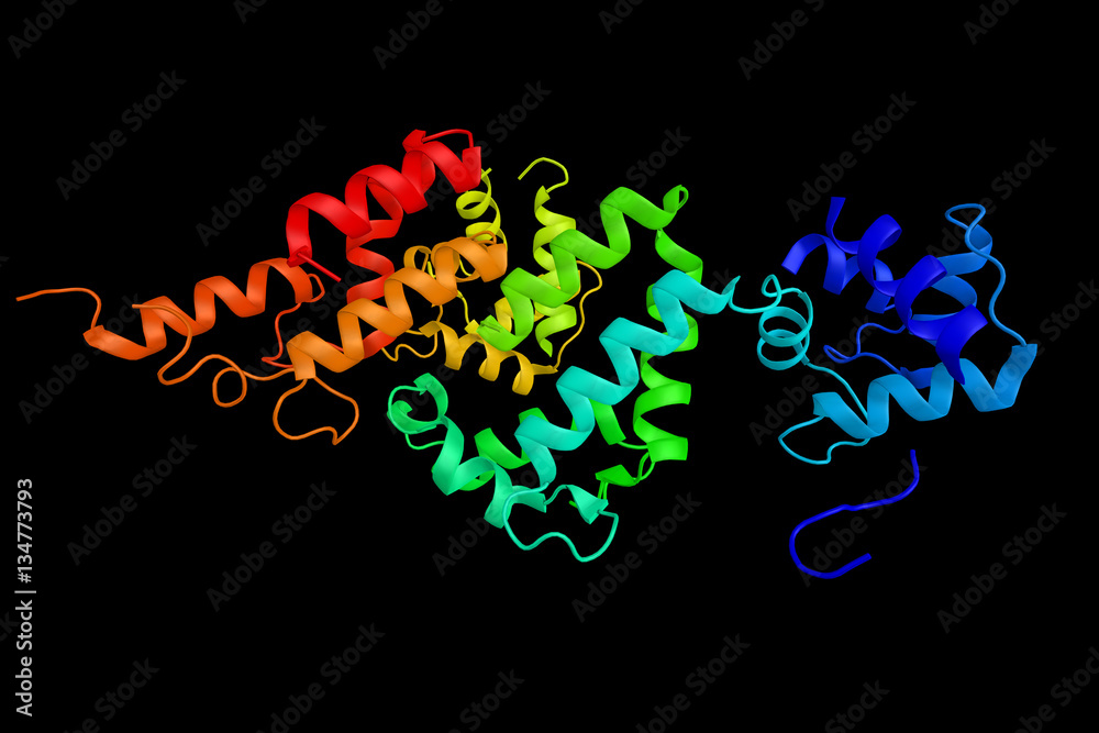 Calcyphosin, a calcium-binding protein which may play a role in