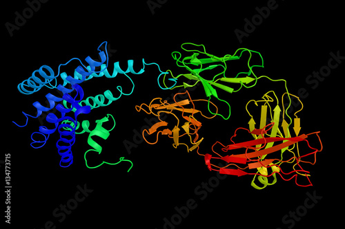 The beta-2 adrenergic receptor, a cell membrane-spanning beta-ad photo