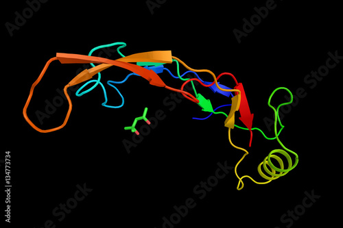 Bone morphogenetic protein 2 plays an important role in the deve photo