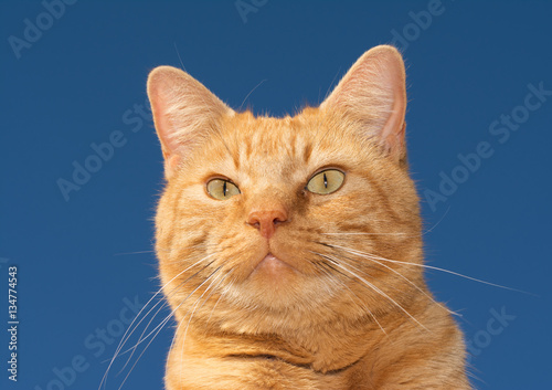 Hansdome gnger tabby cat against clear blue sky photo