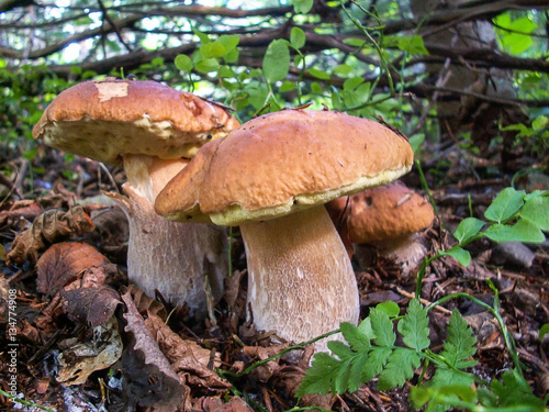 Beautiful mushrooms(Boletus edulis)