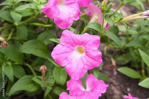 Colorful petunias close-up