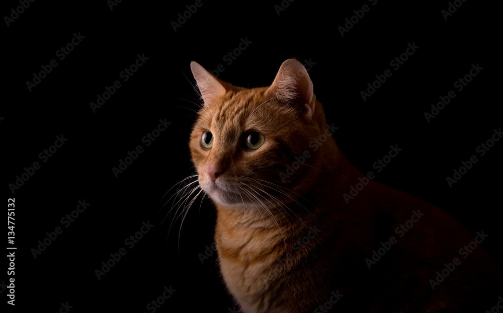 Beautiful ginger tabby, lit from one side, on dark background