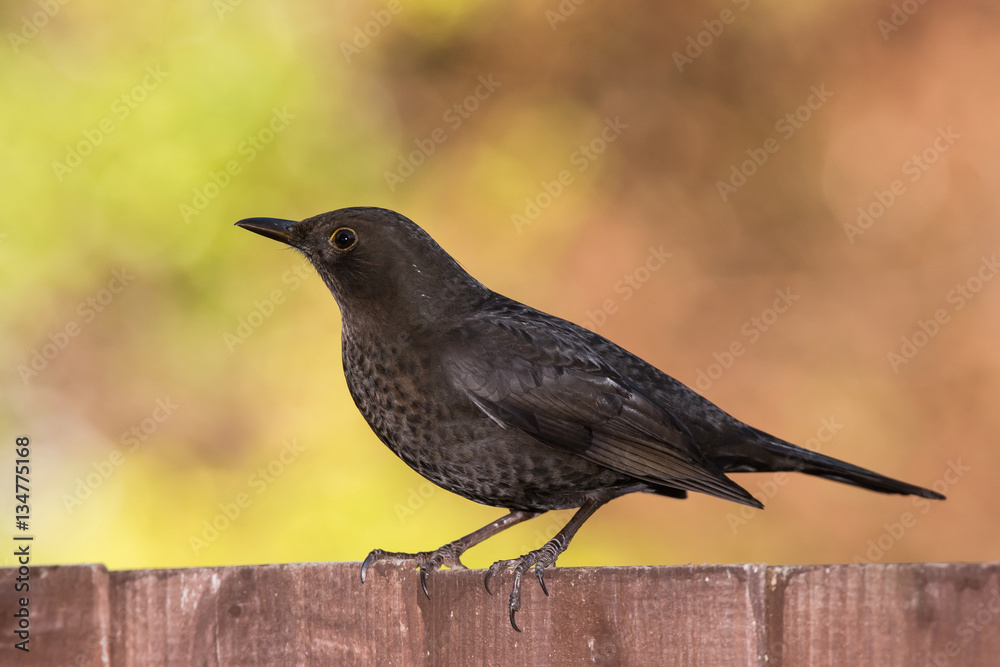 Obraz premium Blackbird, Turdus merula