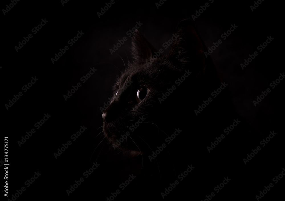 Fototapeta premium Profile of a mysterious black cat against dark background, lit from one side