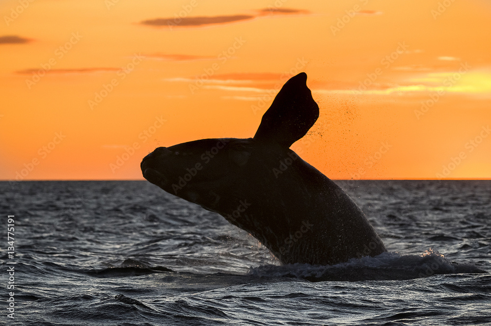 Fototapeta premium Right whale, Patagonia , Argentina