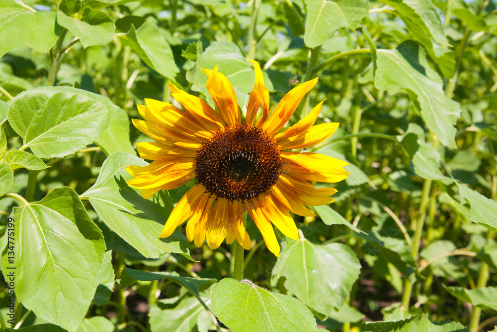sunflowers in the garden sunflowers in the garden