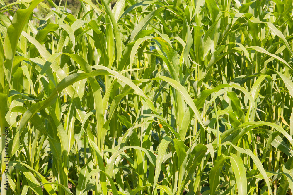 Fototapeta premium Corn field
