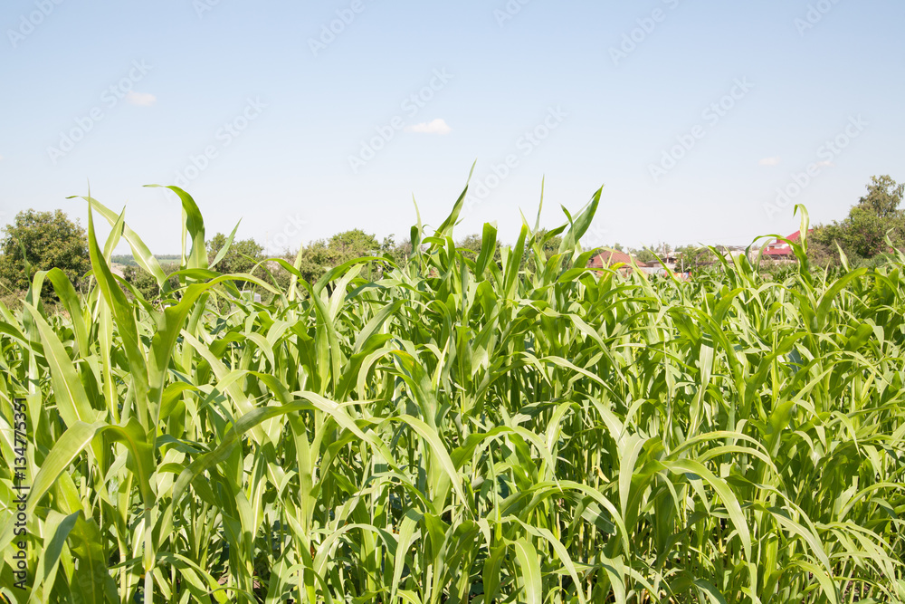 Obraz premium Corn field