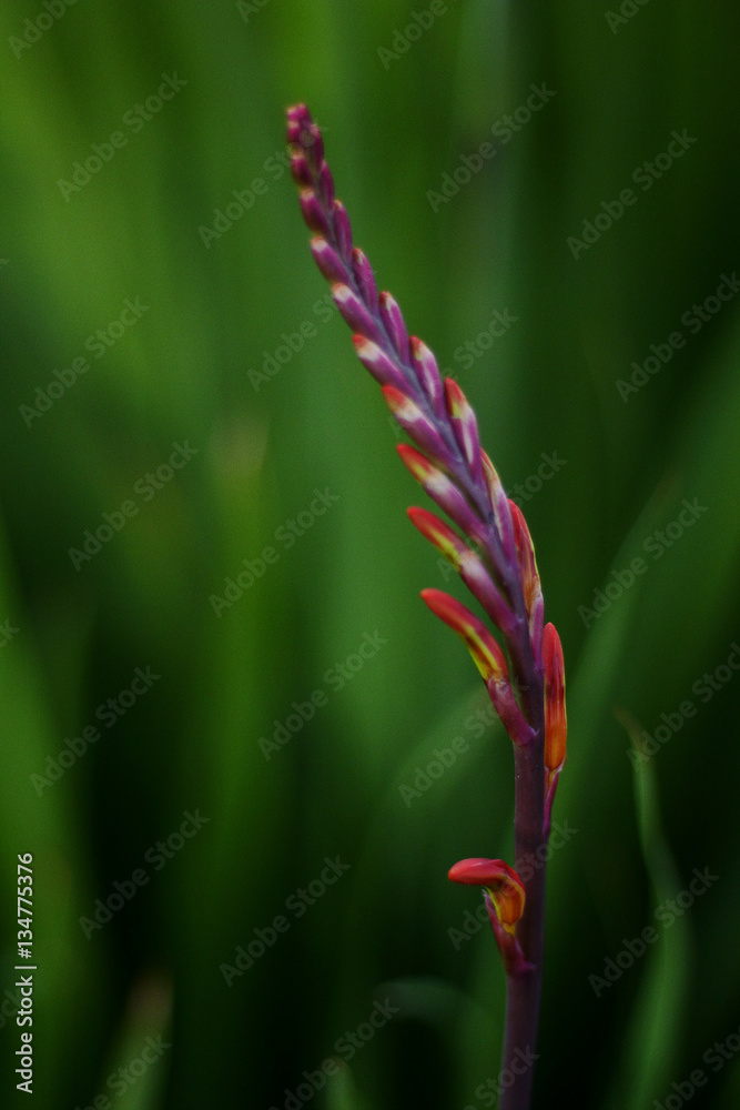 Red flower blooming on a green background Red flower blooming on a green background