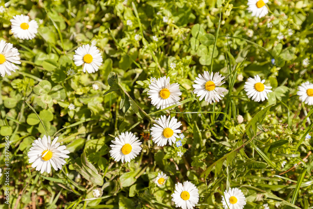 Fototapeta premium daisies in the grass