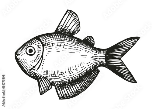 exotic sea fish aquarium sketch on a white background. vector illustration