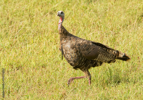 Wild Turkey on a sunny meadow