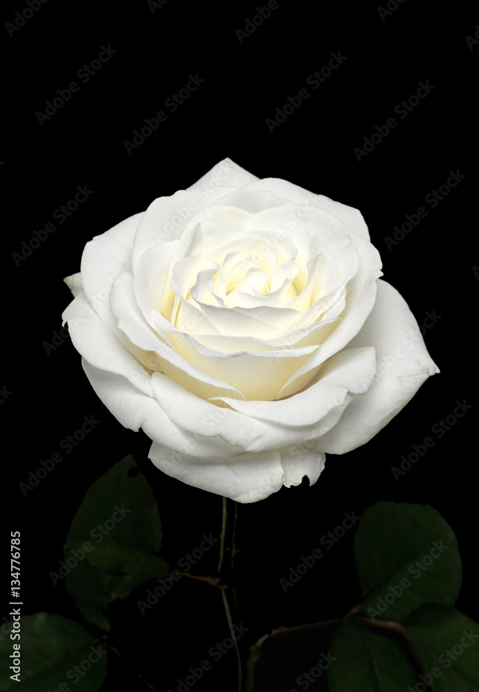 Rose flower on black background Rose flower on black background