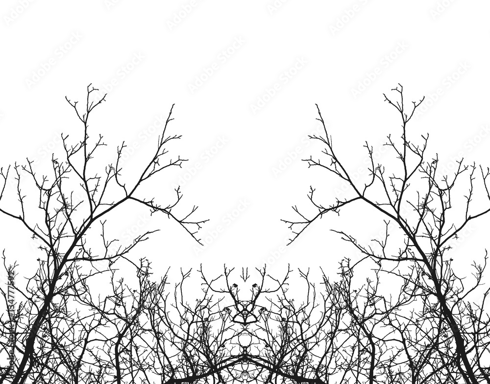 Tree Branches Isolated. Silhouette of Branches on White Background. 